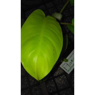 Trầu bà cột lá vàng