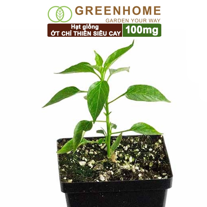 Hạt giống Ớt chỉ thiên, gói 100mg, dễ trồng, sai trái, siêu cay G11 |Greenhome