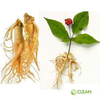 Hạt giống Nhân sâm Hàn quốc