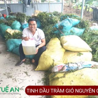 Tinh dầu Tràm gió Tuệ An 50ml