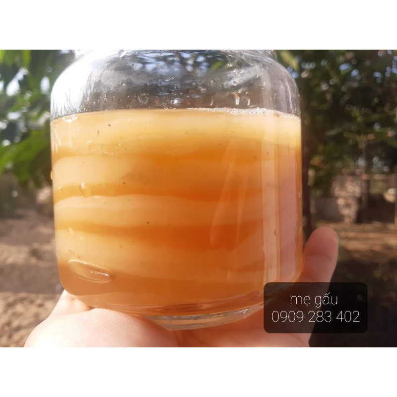 Con giống SCOBY - Nấm men Kombucha