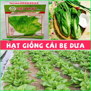 Hạt giống cải bẹ dưa tòa sại - rau ăn lá , muối dưa