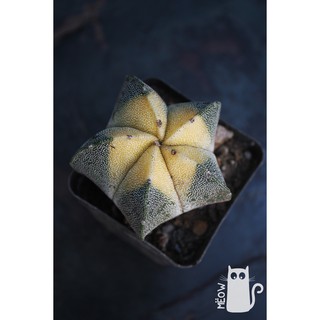 Xương rồng astro vàng phấn