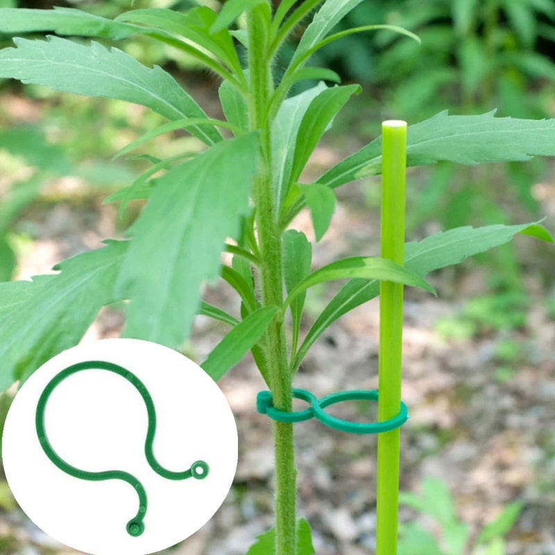 Bộ 50 Kẹp Cố Định Cành Cây