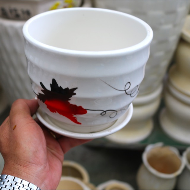 Chậu sứ trồng cây