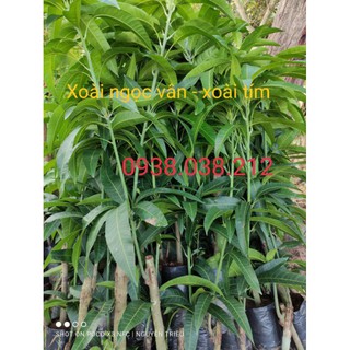 CÂY GIỐNG XOÀI NGỌC VÂN ( XOÀI TÍM )