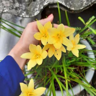 Huệ mưa ngoại màu vàng đậm