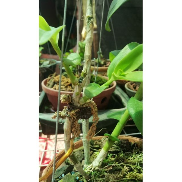 Hoa lan - Mắt ngủ Ám cổ Văn Giang