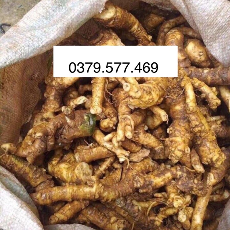 Rễ Đinh Lăng Tươi, Thanh Hóa (Loại Rễ Rời 1kg)