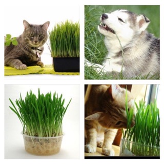 1OKG | LÚA MÌ NGUYÊN HẠT-NẢY MẦM TỐT (có bán lẻ)