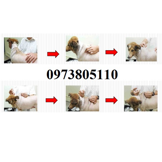 Microchip dành cho chó, thú cưng