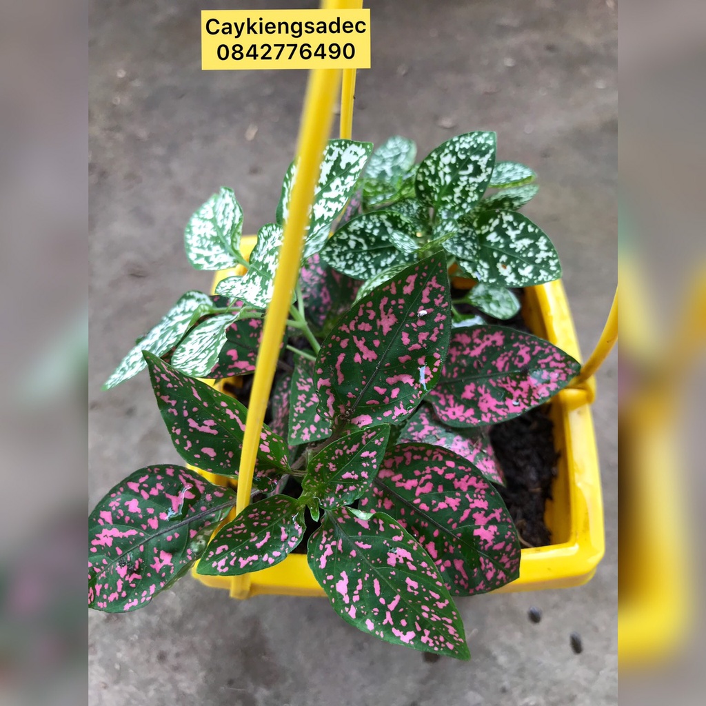 caykiengsadec - Cây lá gấm 2 màu chậu treo - tặng phân bón cây cảnh phong thủy - trang trí nội thất cảnh quan sân vườn