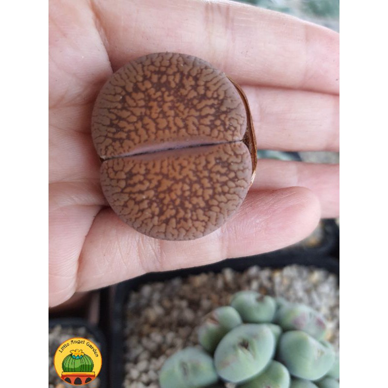 1 sen mông | Lithops | thạch lan dòng Hookeri dễ chăm nhất, giá rẻ