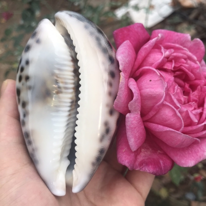 Ốc Sứ Vân Hổ Derco Trang Trí Phòng Khách, Derco Nền Chụp Ảnh, Đồ Chơi An Toàn Cho Bé Khám Phá