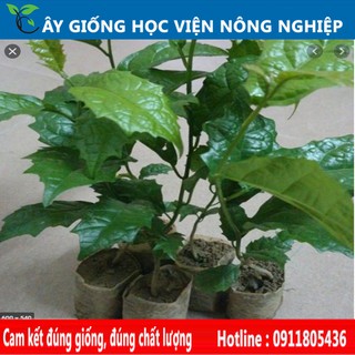 cây xạ đen giống chuẩn