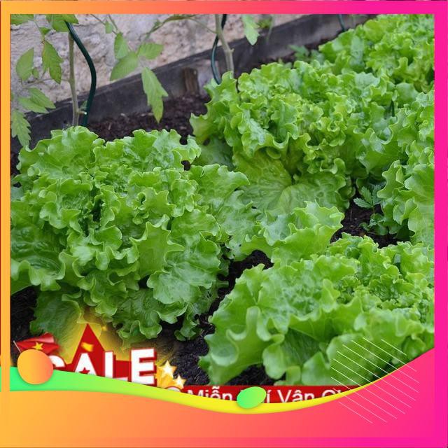 Hạt Giống Xà Lách Chịu Nhiệt - 200 Hạt  VIETGAR