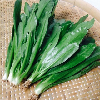 Hạt giống Rau Ngò Gai, Mùi Tàu RADO cao cấp dành cho gia đình, năng suất cao, dễ trồng