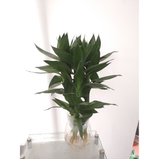 Cây Phát Tài Búp Sen (Thủy Sinh)