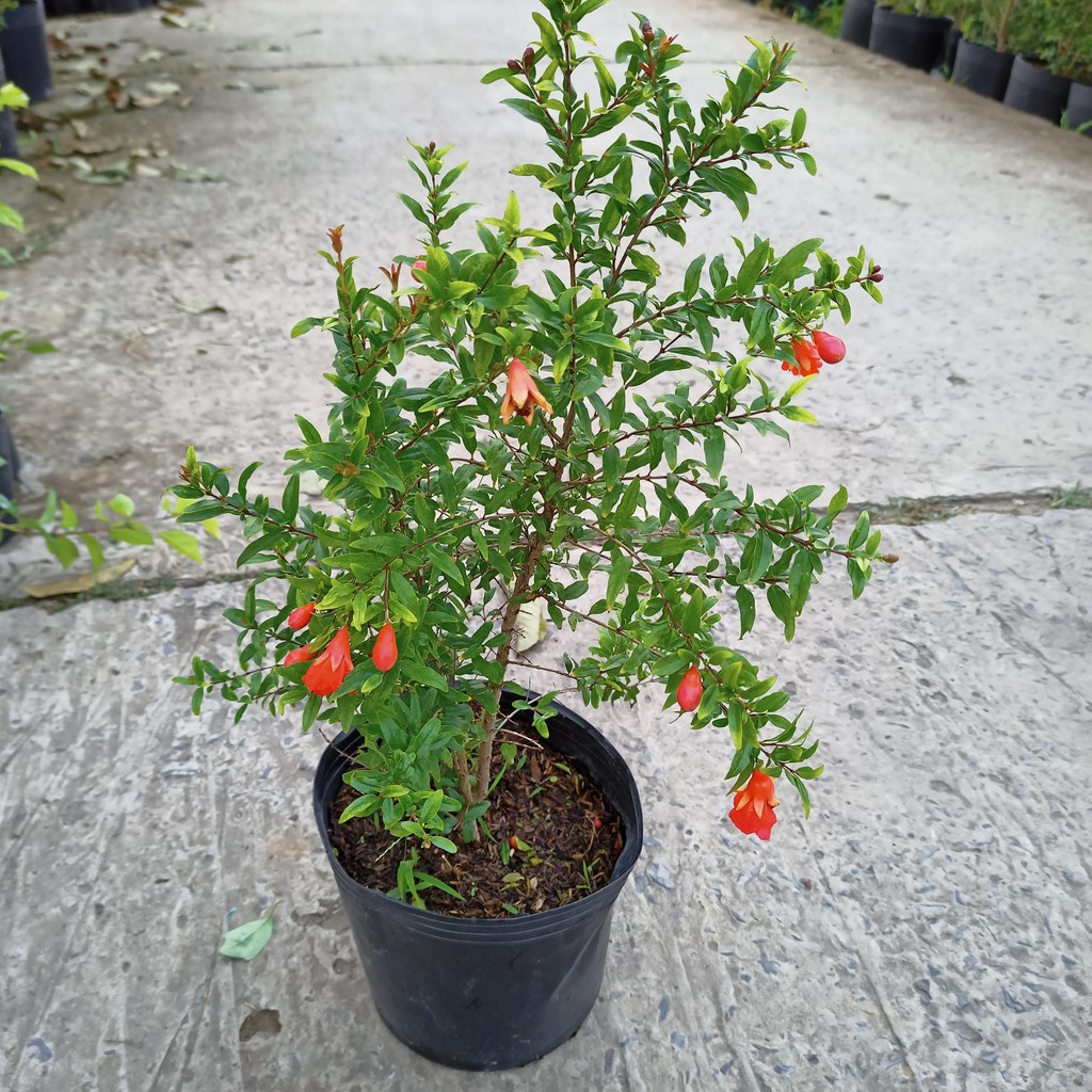 Cây giống lựu thái, trái to, ngọt, bầu rễ ổn định, năng suất cao, cây khỏe mạnh - Summer Garden