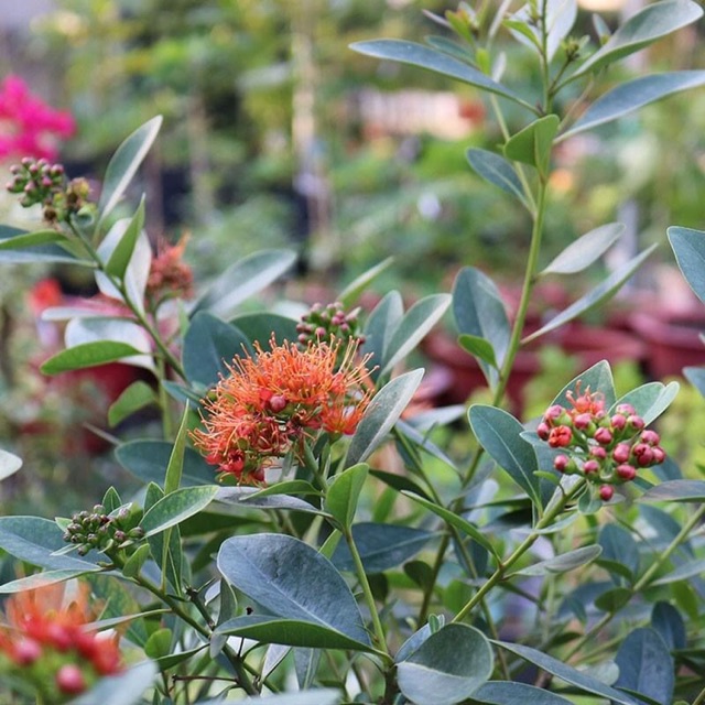 Mai Thái  hoa đỏ cam