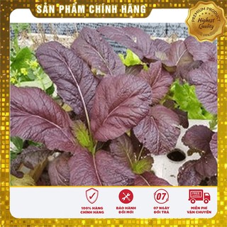 Hạt giống cải canh lá đỏ