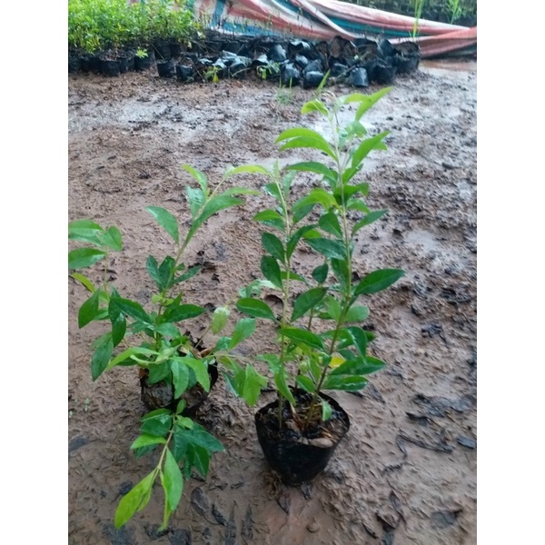 Cây Chuỗi Ngọc Trồng Bịch Cao 20cm Nhiều Ngọn Xum Xuê Lá Đẹp Trang Trí Hàng Rào