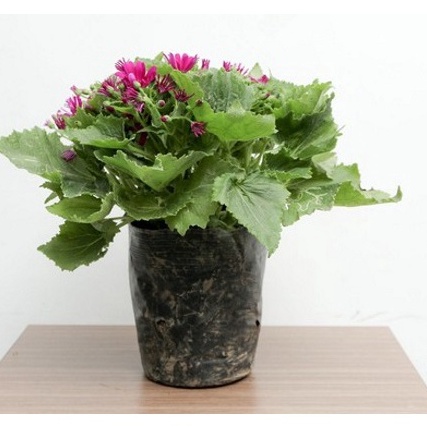 50h Hạt Giống Hoa Cúc Lá Nho Mix Màu ( tặng kèm thuốc kích mầm ra rễ)