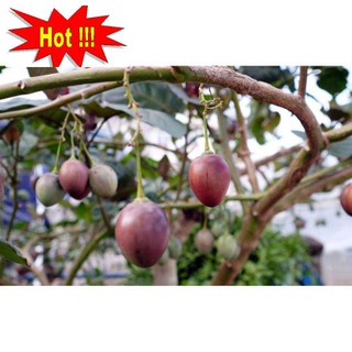 Hạt Giống Cà Chua Thân Gỗ - 10 Hạt