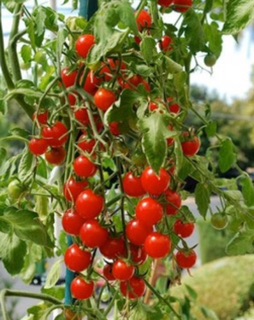 Hạt giống Cà chua bi đỏ