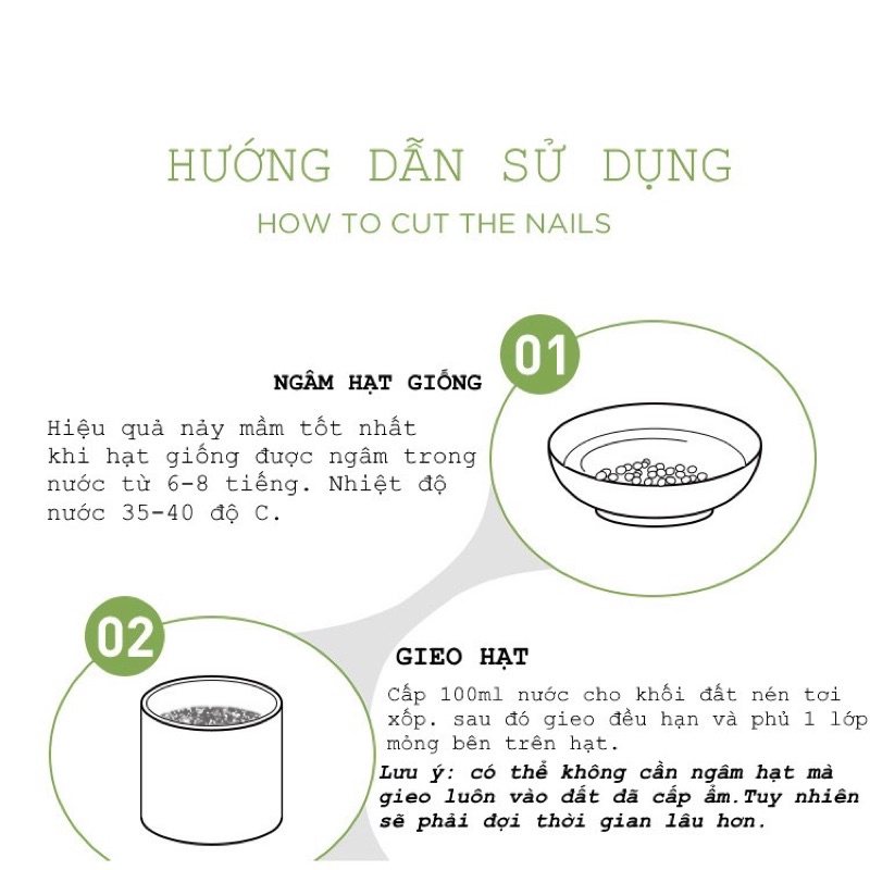 Hạt giống cỏ mèo cao cấp (cỏ lúa mạch, lúa mì)