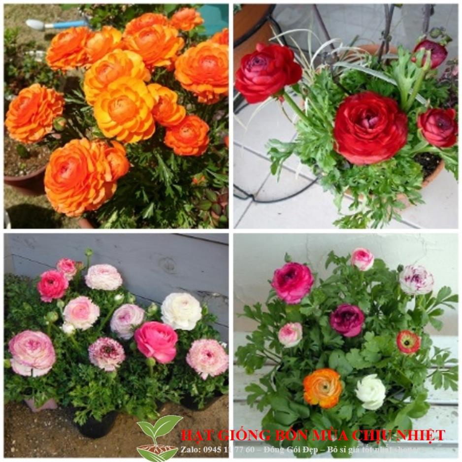GÓI 10 HẠT MAO LƯƠNG-HOA HỒNG RI BA TƯ ĐẾN MÙA TRỒNG TẾT KHUYẾN MẠI TẾT ĐÔNG GIÁ SHOP MỚI