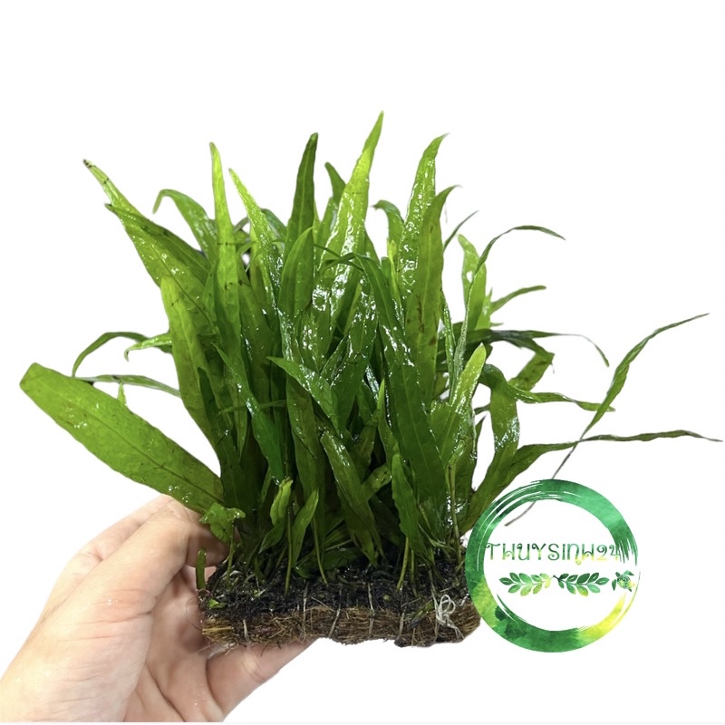 Dương xỉ lá hẹp - dương xỉ miếng - cây thủy sinh dễ trồng , dán đá lũa
