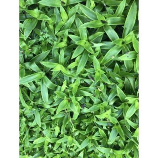 Cây lược vàng lá 1kg