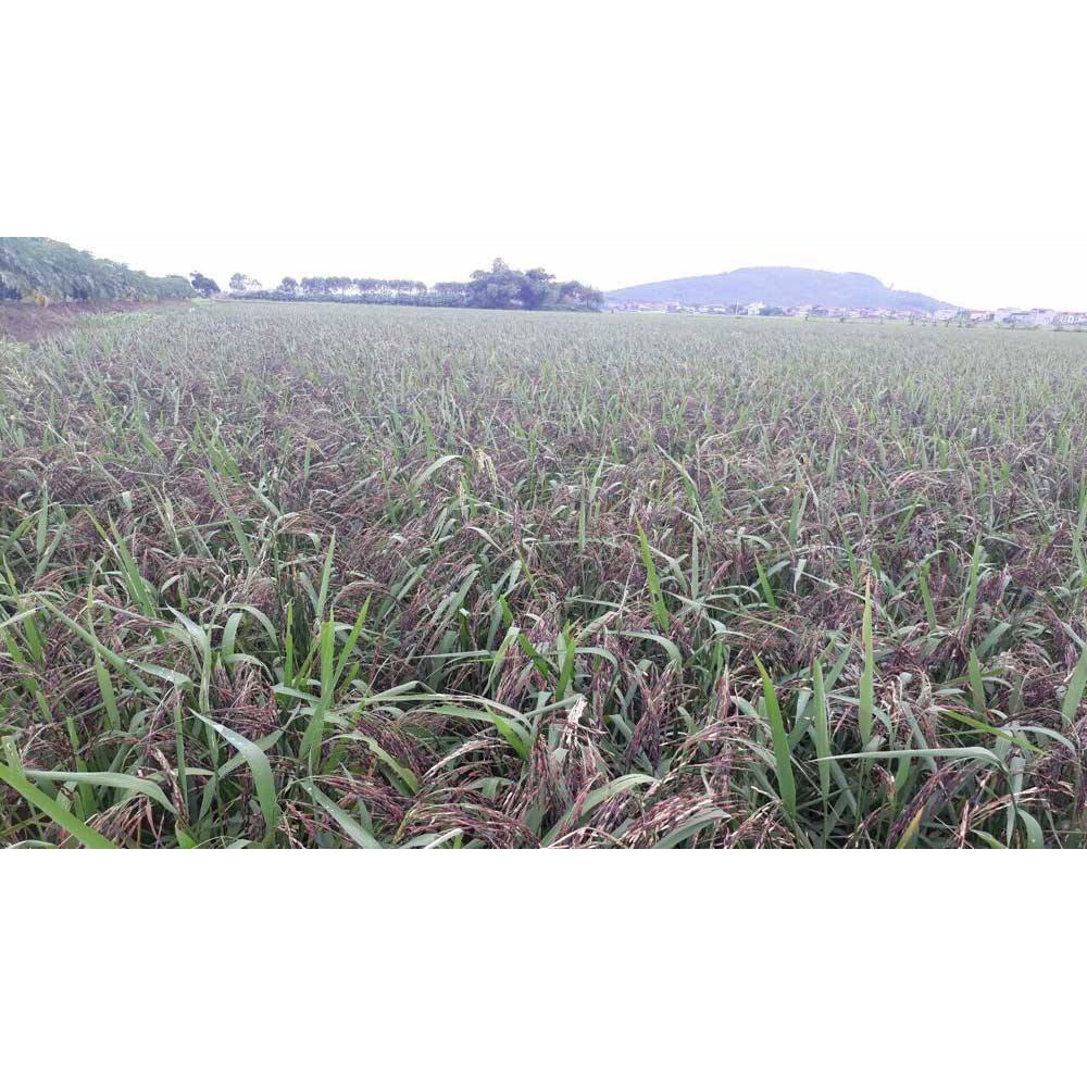 Gạo lứt đen Điện Biên túi 1 kg