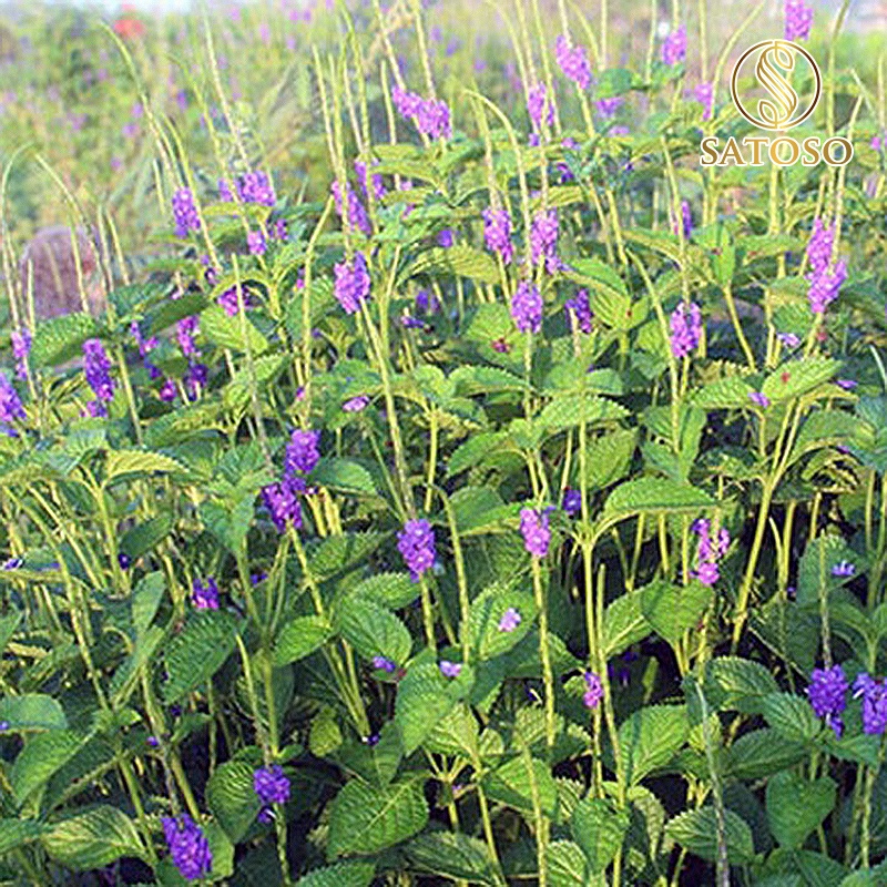 Cây chuột đuôi khô ( mạch lạc ) lợi tiểu tốt cho sức khỏe SATOSO 1kg SA68