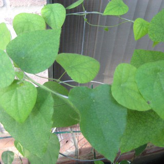 Gói 20 hạt giống sương sâm lông - Tiliacora triandra - Trang Flowers