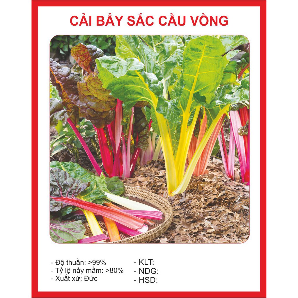 Hạt Giống Cải Cầu Vồng - Cải 7 Sắc 50 Hạt