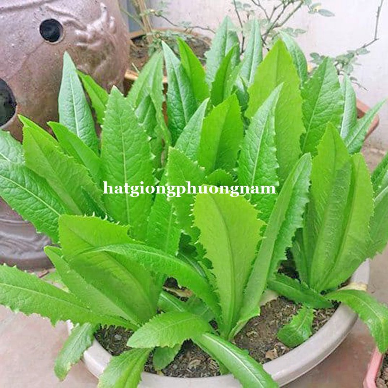 HẠT GIỐNG RAU DIẾP THƠM