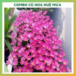 Củ hoa huệ mưa (tóc tiên) COMBO 100 CỦ đẹp dễ trồng và chăm sóc tỉ lệ nảy mầm cao