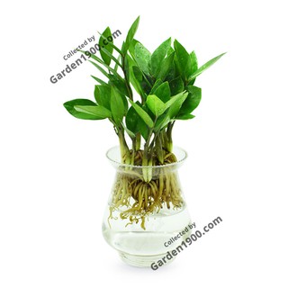 Cây kim tiền thủy sinh - Cây văn phòng - Cây nội thất - Cây để bàn