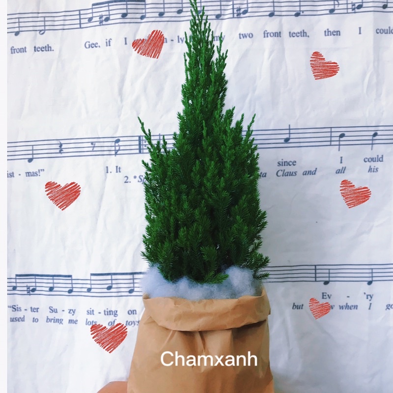 Cây trang trí noel  cây tùng