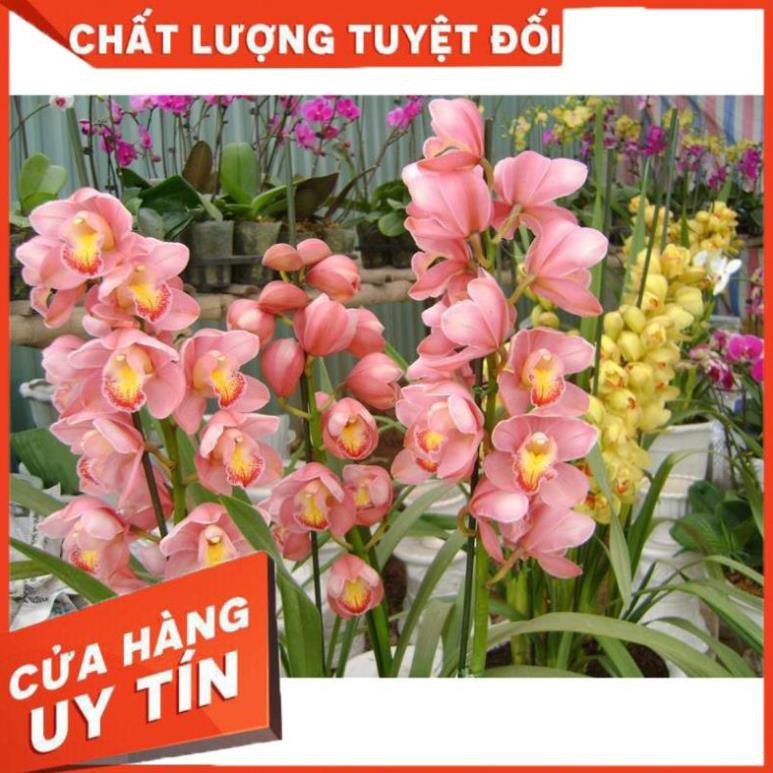 Sẵn hàng Củ giống hoa địa lan santo màu cam, hoặc mixx màu tùy chọn hoa tết siêu bền 2-3 tháng