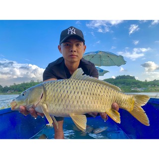 Bài mồi câu lục số 3,4 Chuyên trắm đen LK.Hoa