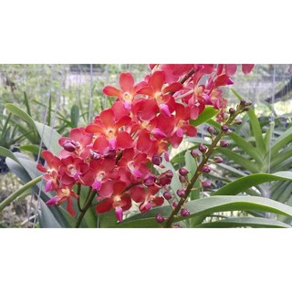 LAN BANGKOK SUNSET CÂY TRƯỞNG THÀNH