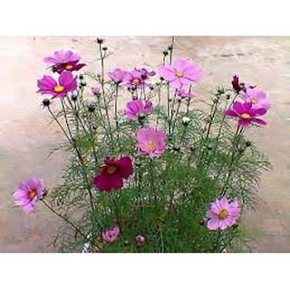 30 HẠT GIỐNG HOA SAO NHÁY NHIỀU MÀU (SPT)