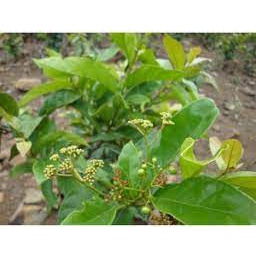 Cây lá gan - giải độc gan, hỗ trợ điều trị bệnh ở gan