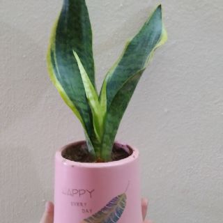 Cây Lưỡi hổ