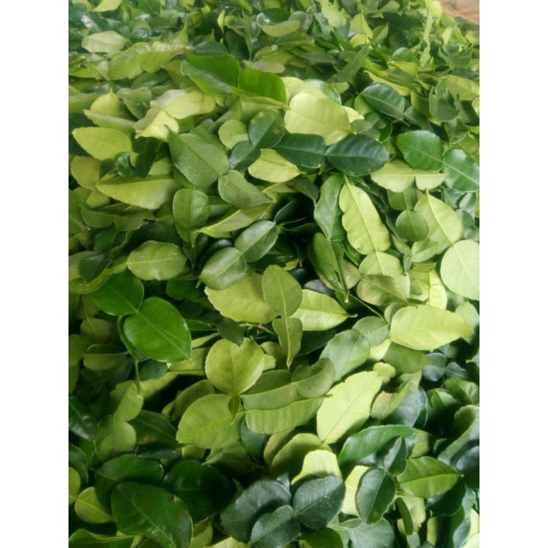 Lá Chúc Tươi, Lá Chanh Thái An Giang - 500g