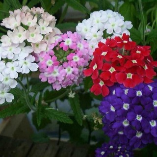 Hạt Giống Hoa Vân Anh Mix - 50 Hạt