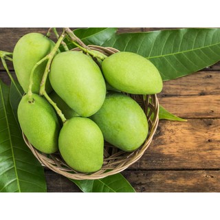 Cây  Giống  Xoài  keo (xoài campuchia)